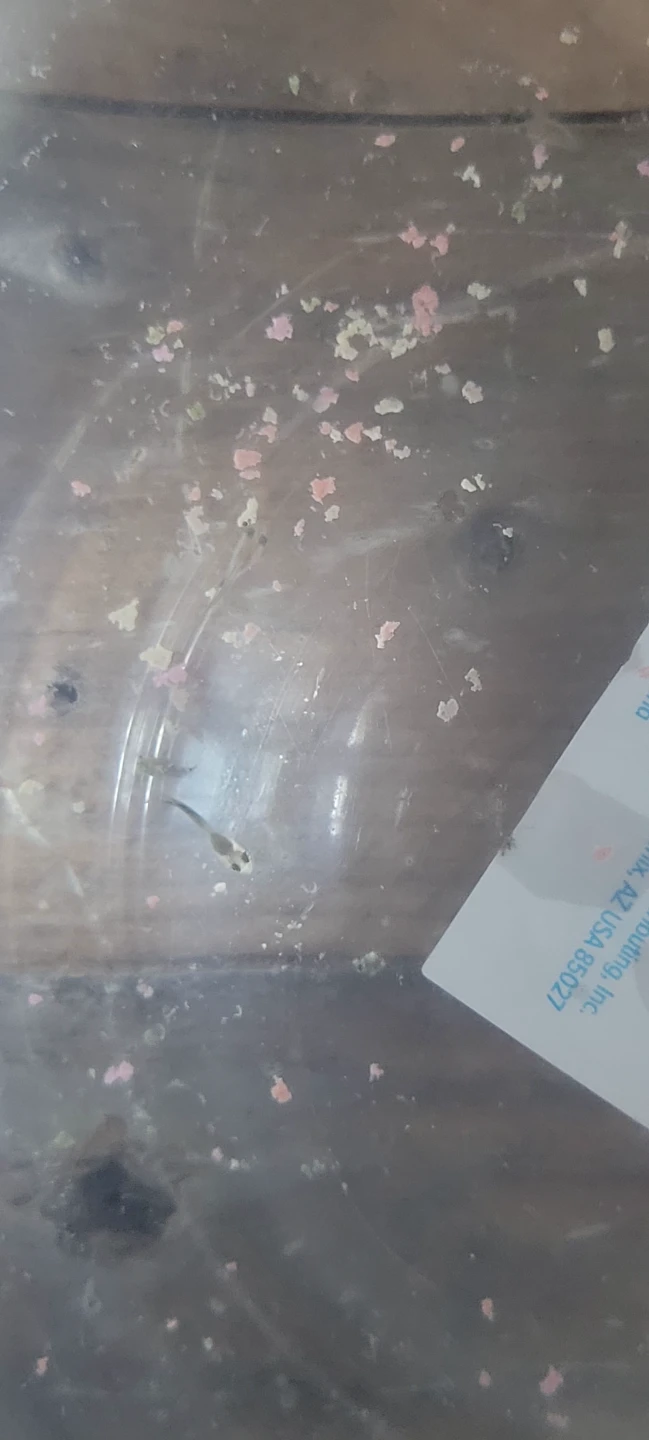 Baby guppy fish - photo 4