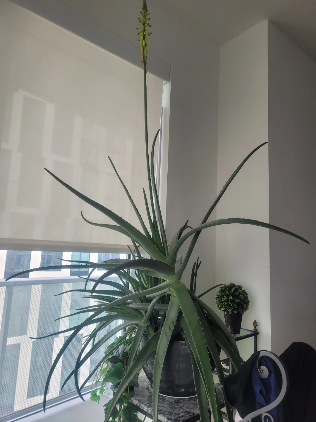 Large Aloe Vera Plant