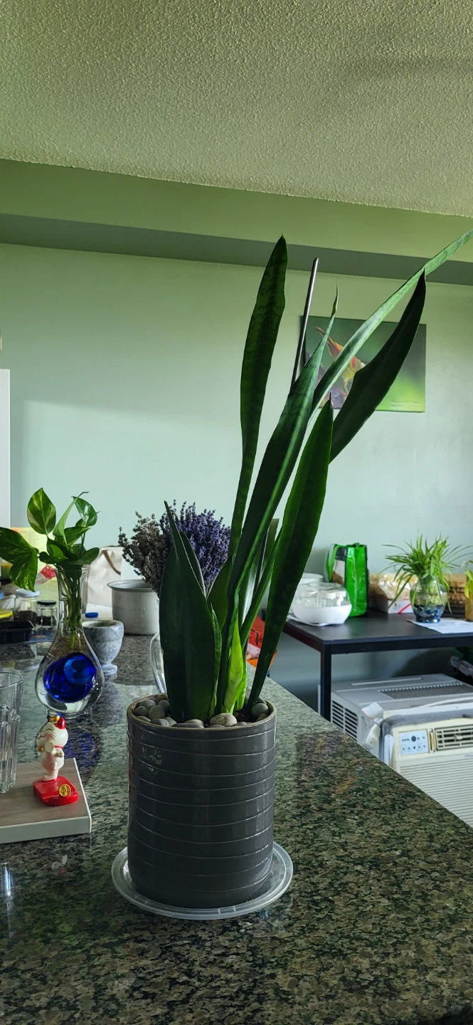 Snake plant in CERAMIC POT - photo 3