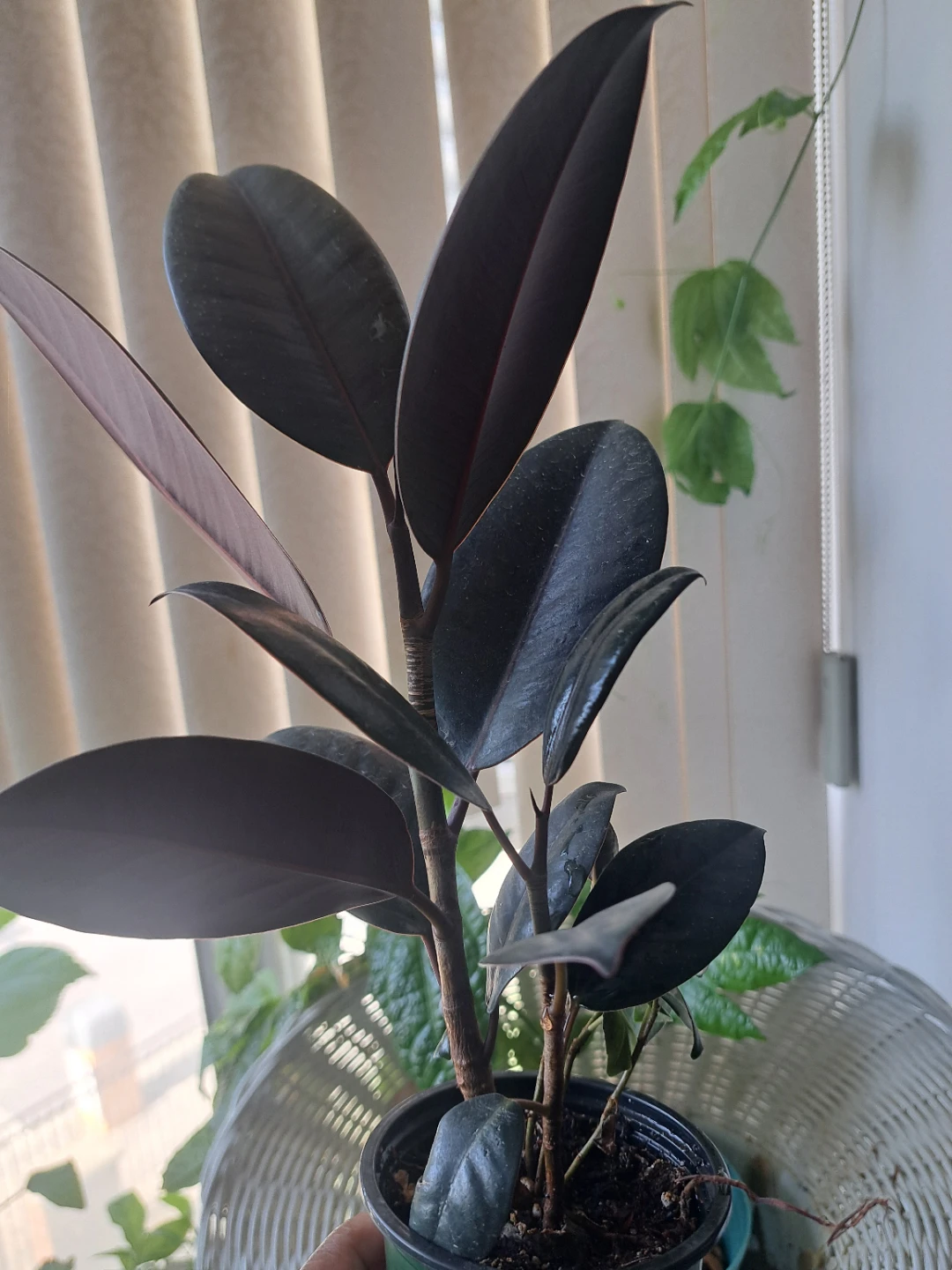 Ficus Plant