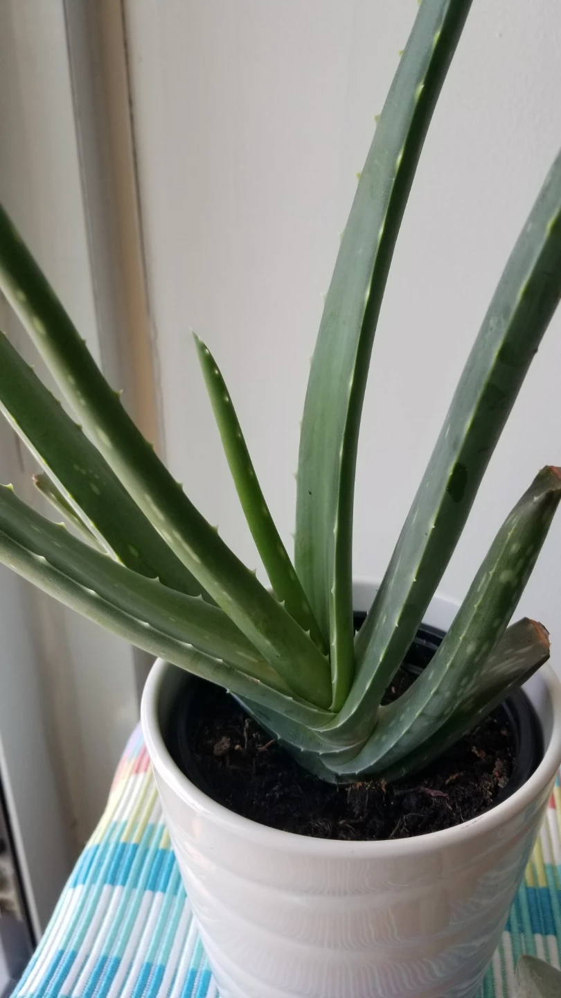 🍃Aloe Vera Plant+ Ceramic Pot and Succulent - photo 3