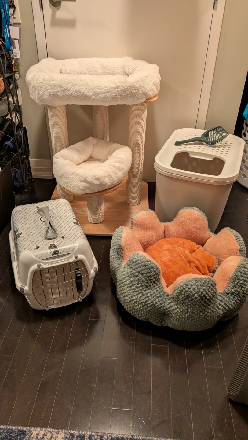 Cat Essentials-Tree, Covered Litterbox, Bed, Moderna Carrier