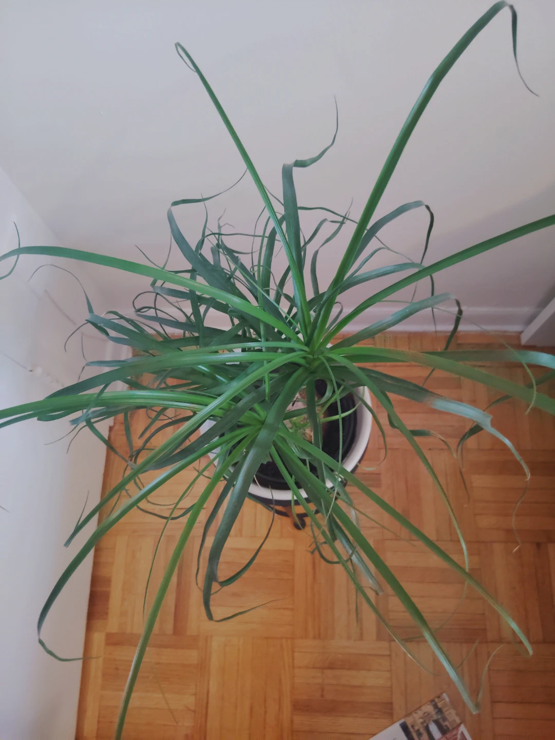 Ponytail Palm Plant with ceramic vase & metal Stand - photo 4