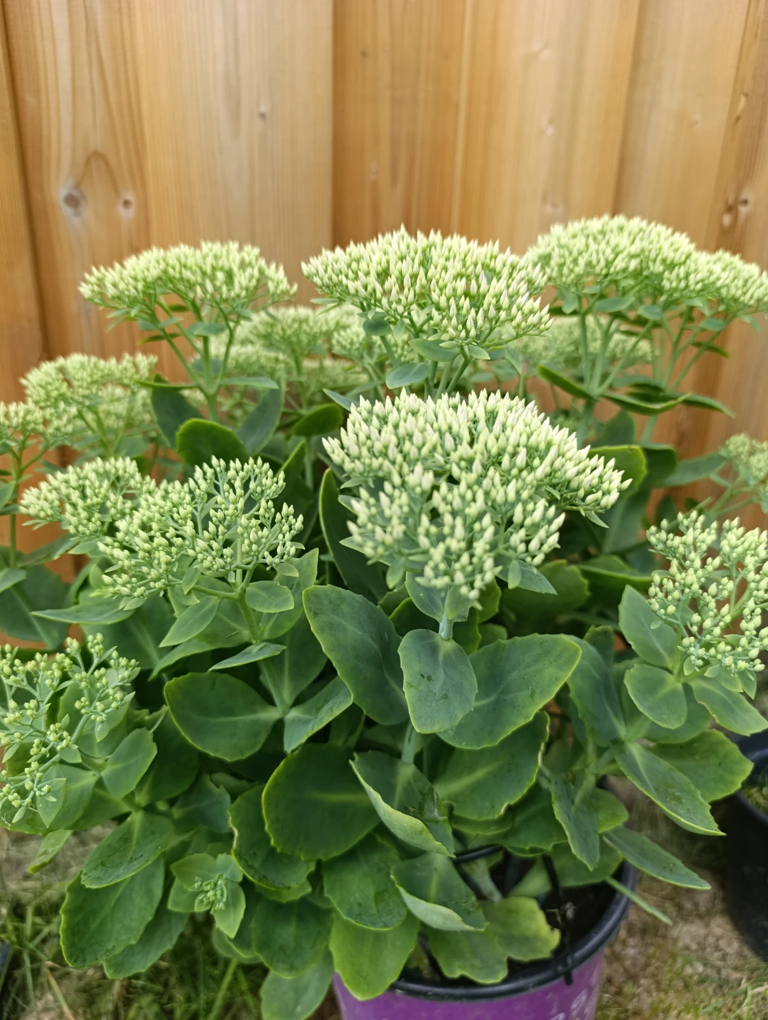 Healthy Sedum Plant
