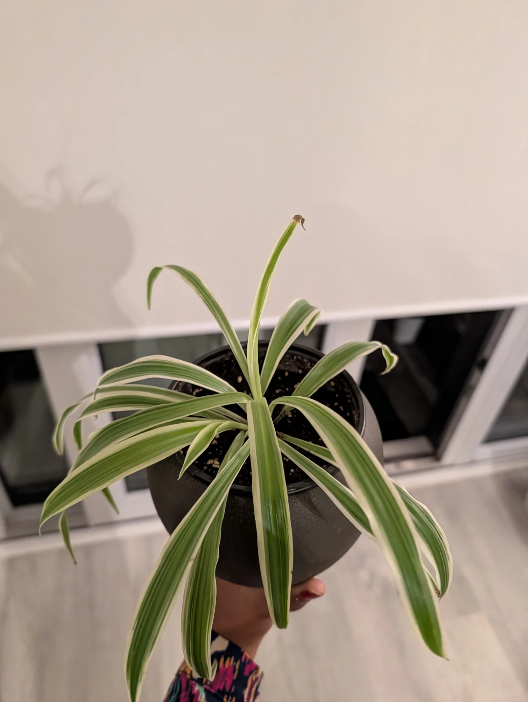 Spider Plant in Grey Pot - photo 2