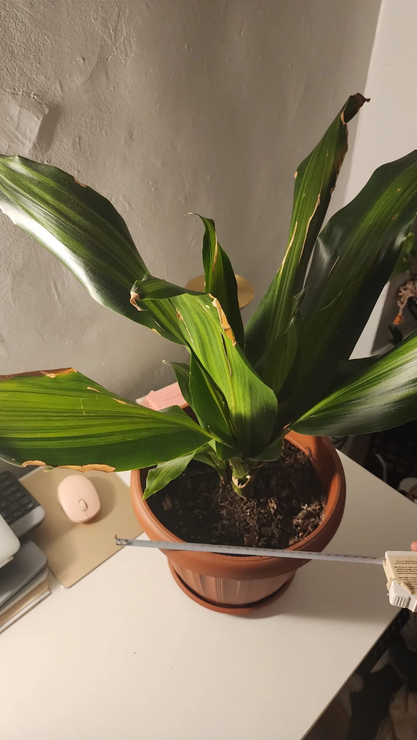 Dracaena Fragrans / Corn Plant or Mass Cane - photo 2