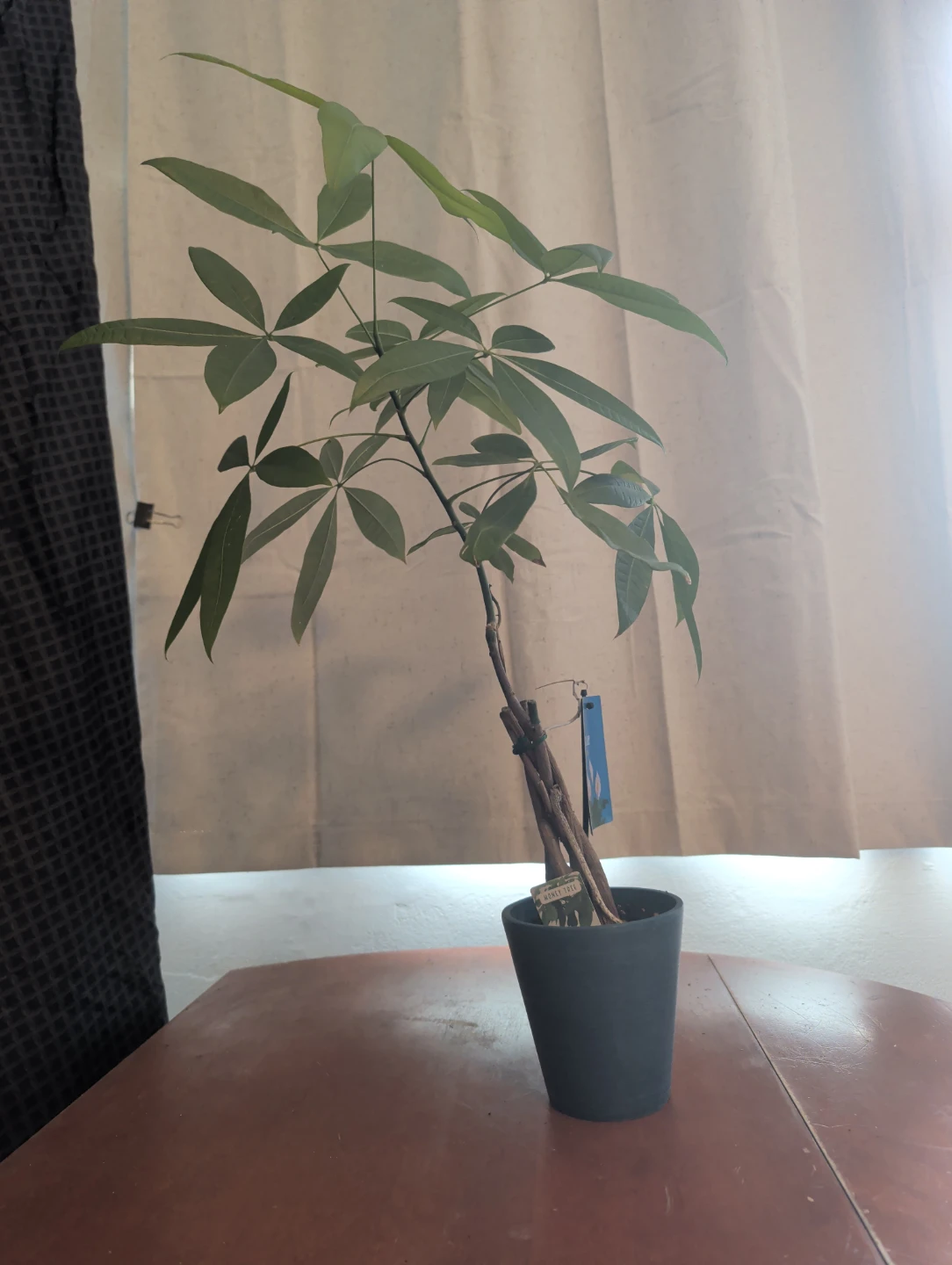Money Tree Plant in Blue Pot - photo 2