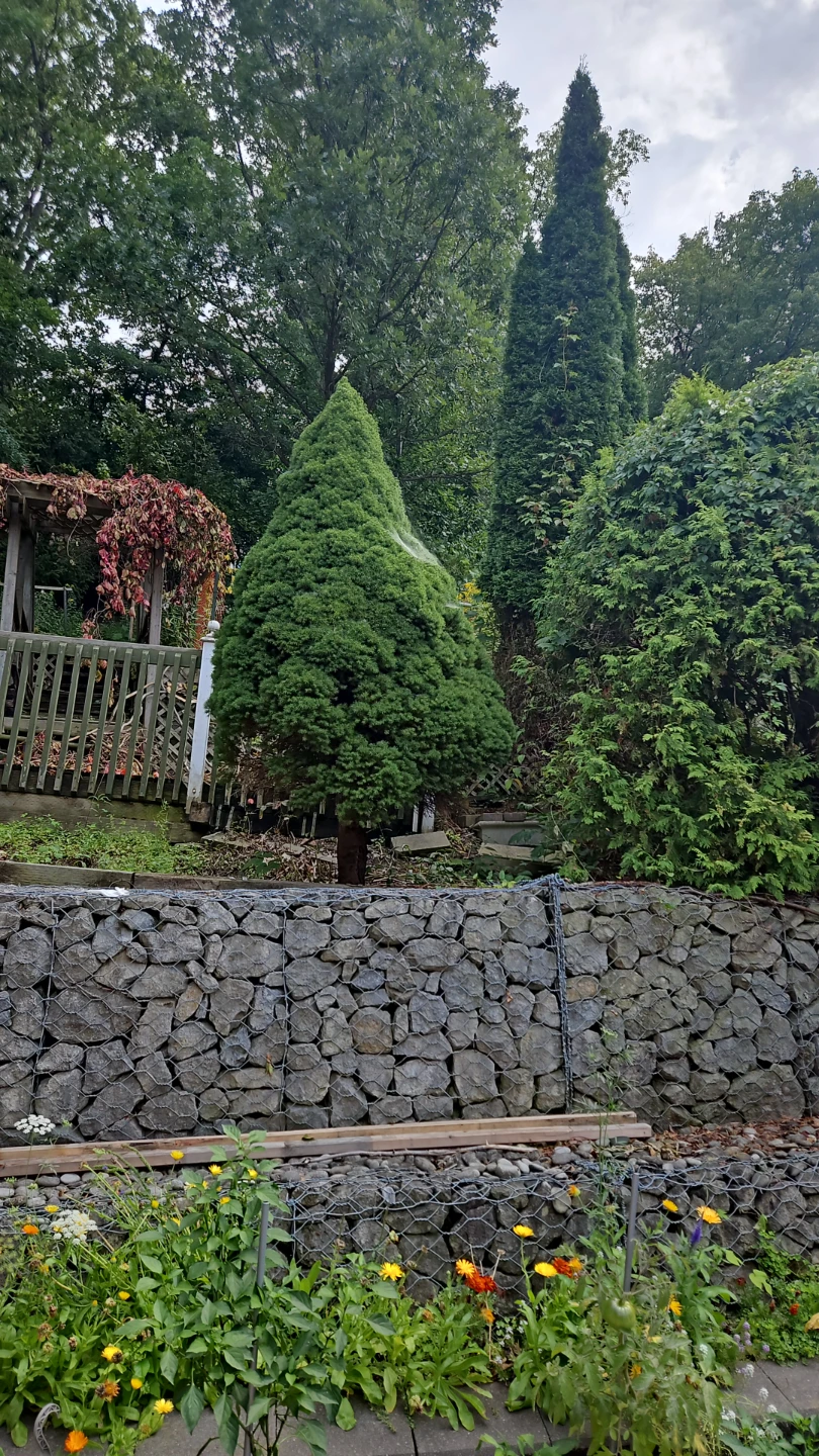 Emerald cedar tree for free - photo 2