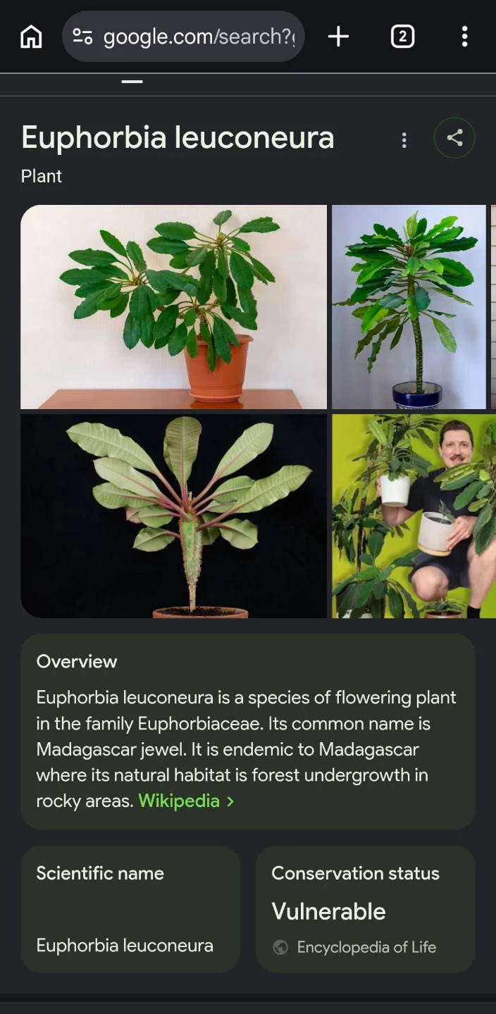 Euphorbia leuconeura plant