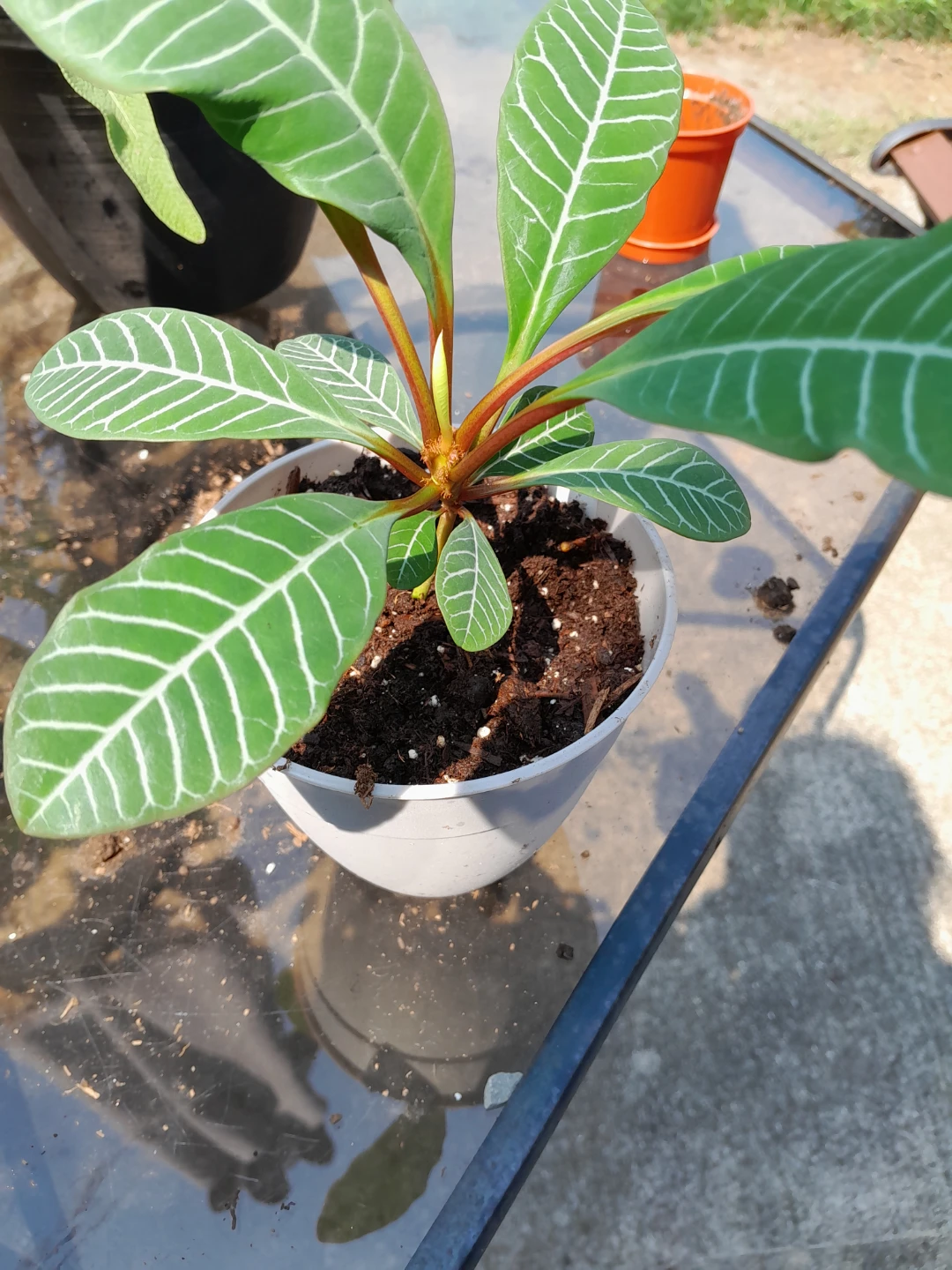 Euphorbia leuconeura plant - photo 2
