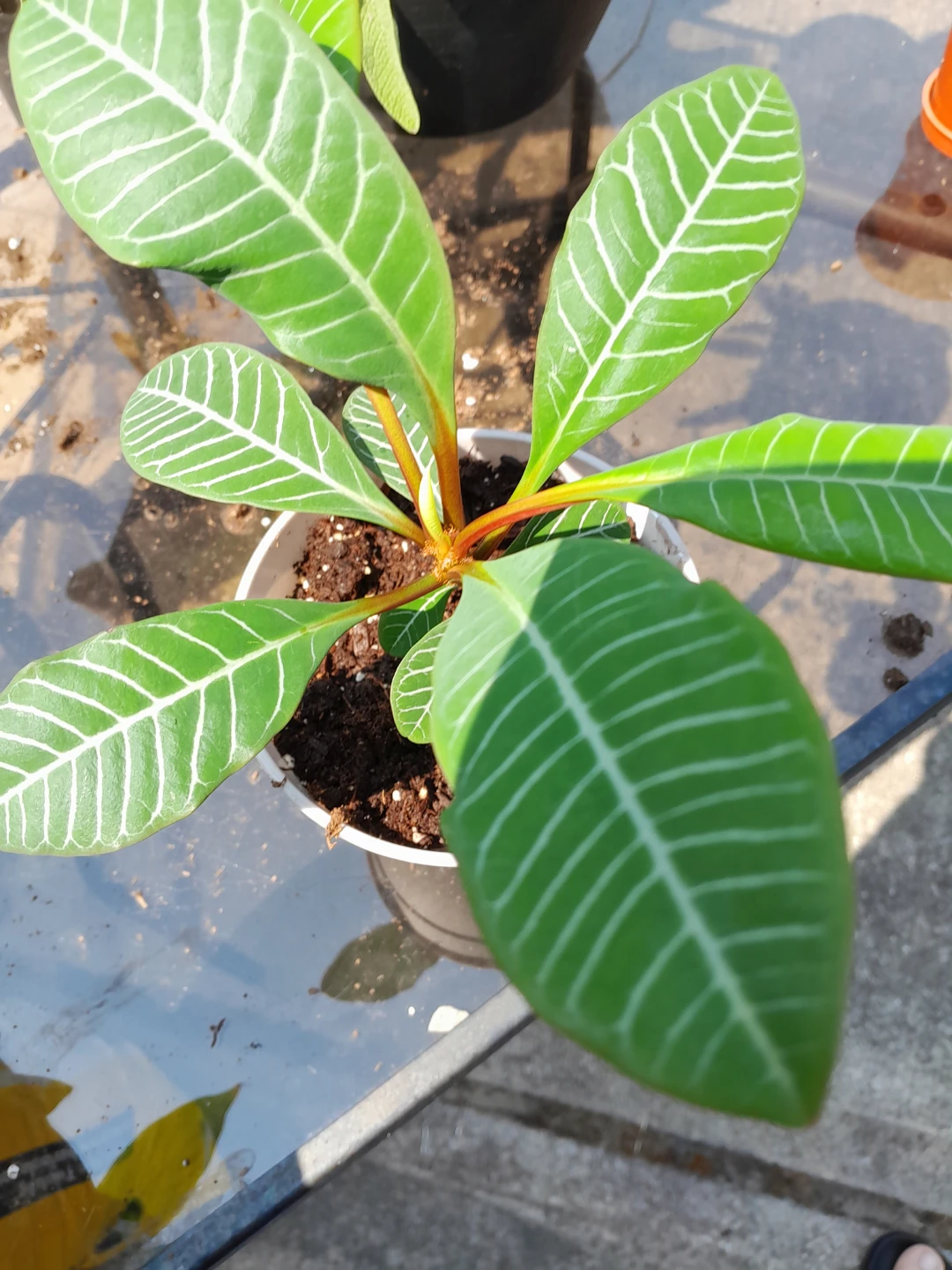 Euphorbia leuconeura plant - photo 3