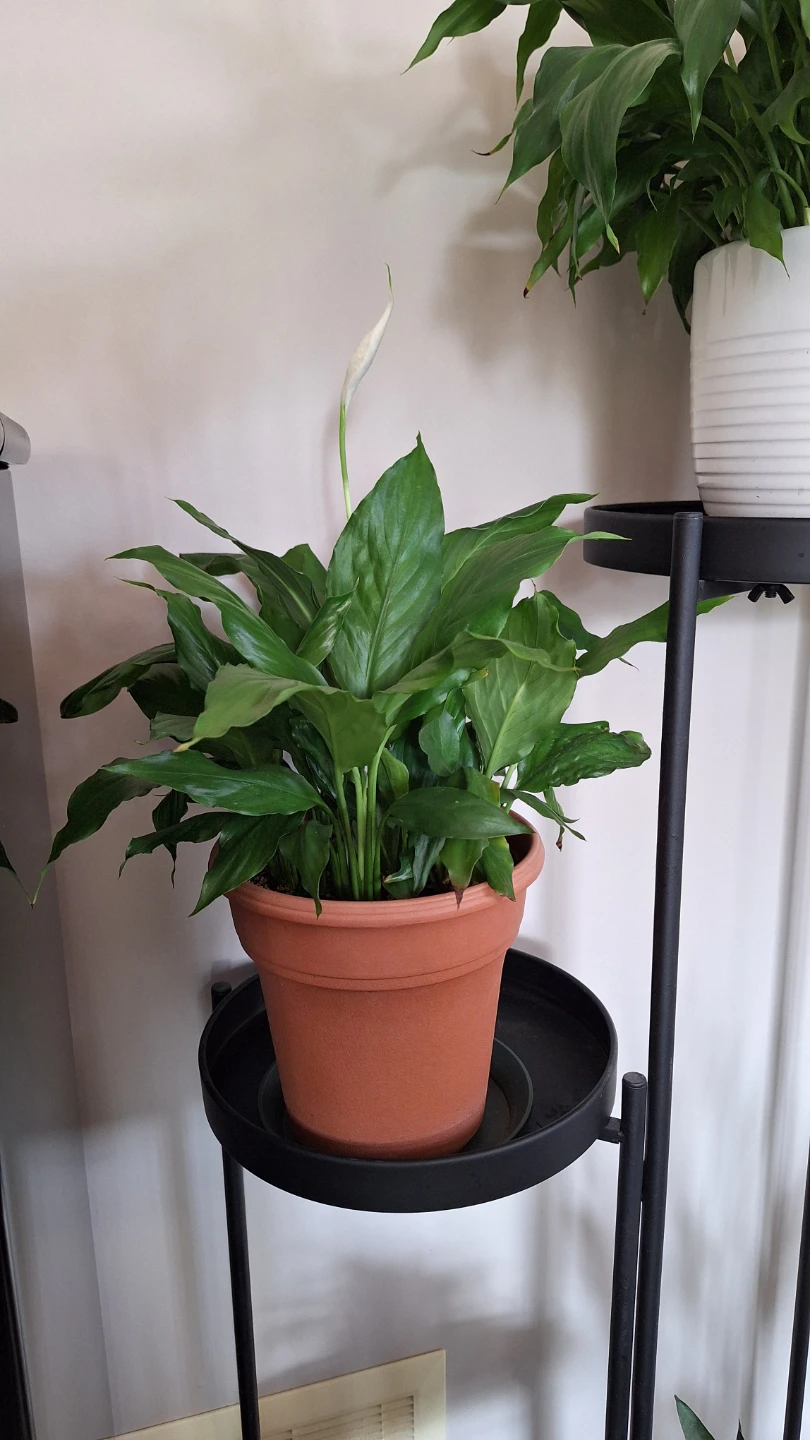 Peace Lily Plant with flower bud