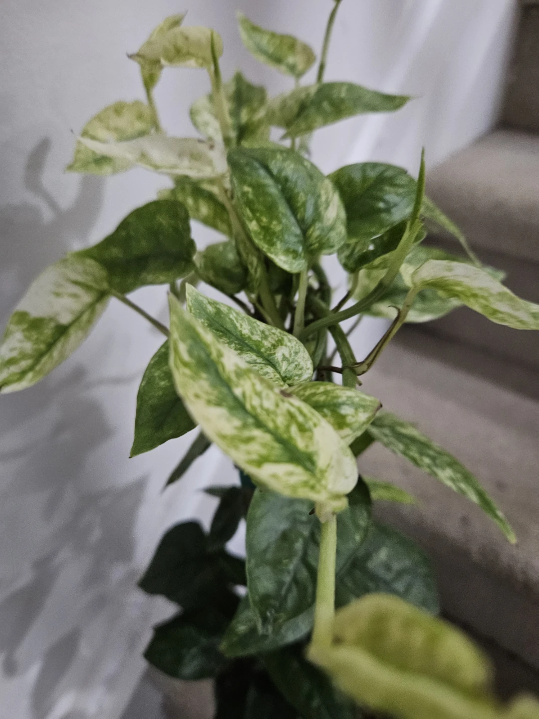 Cube blue ghost  Plant - photo 5