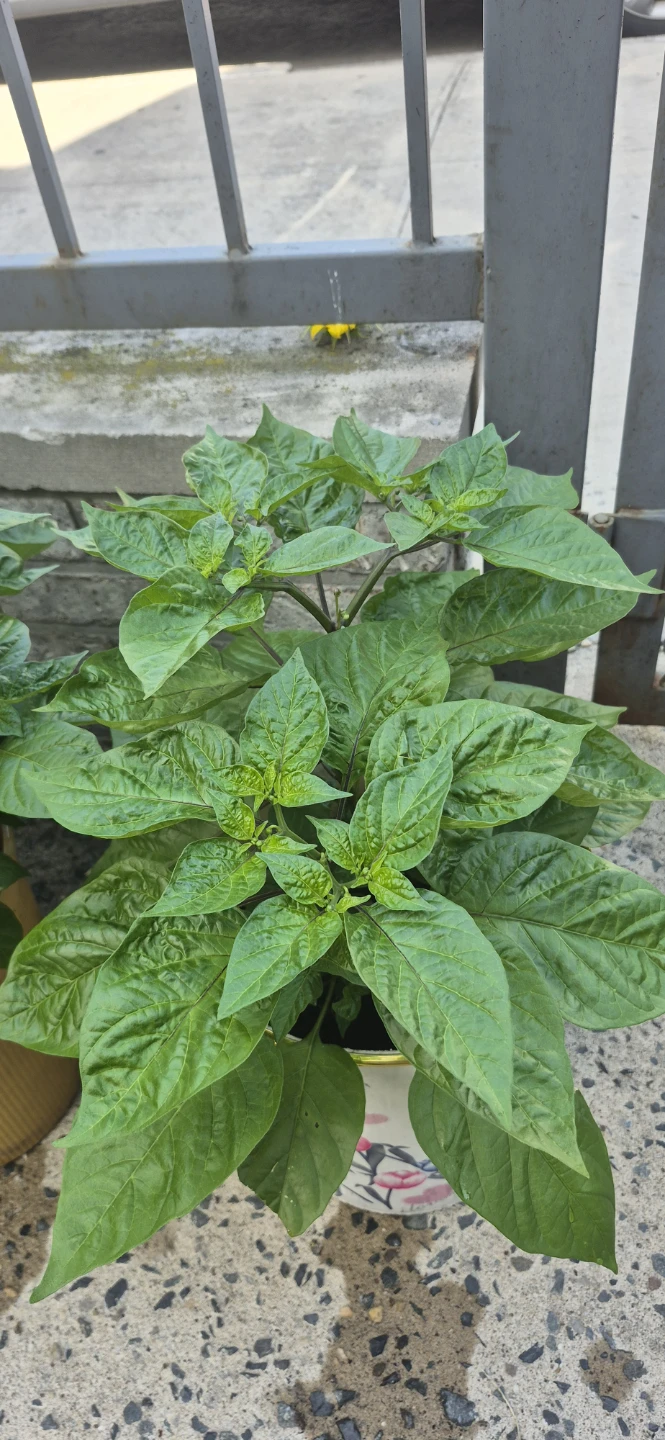Healthy Green uri uri Peppar  Plant for sale