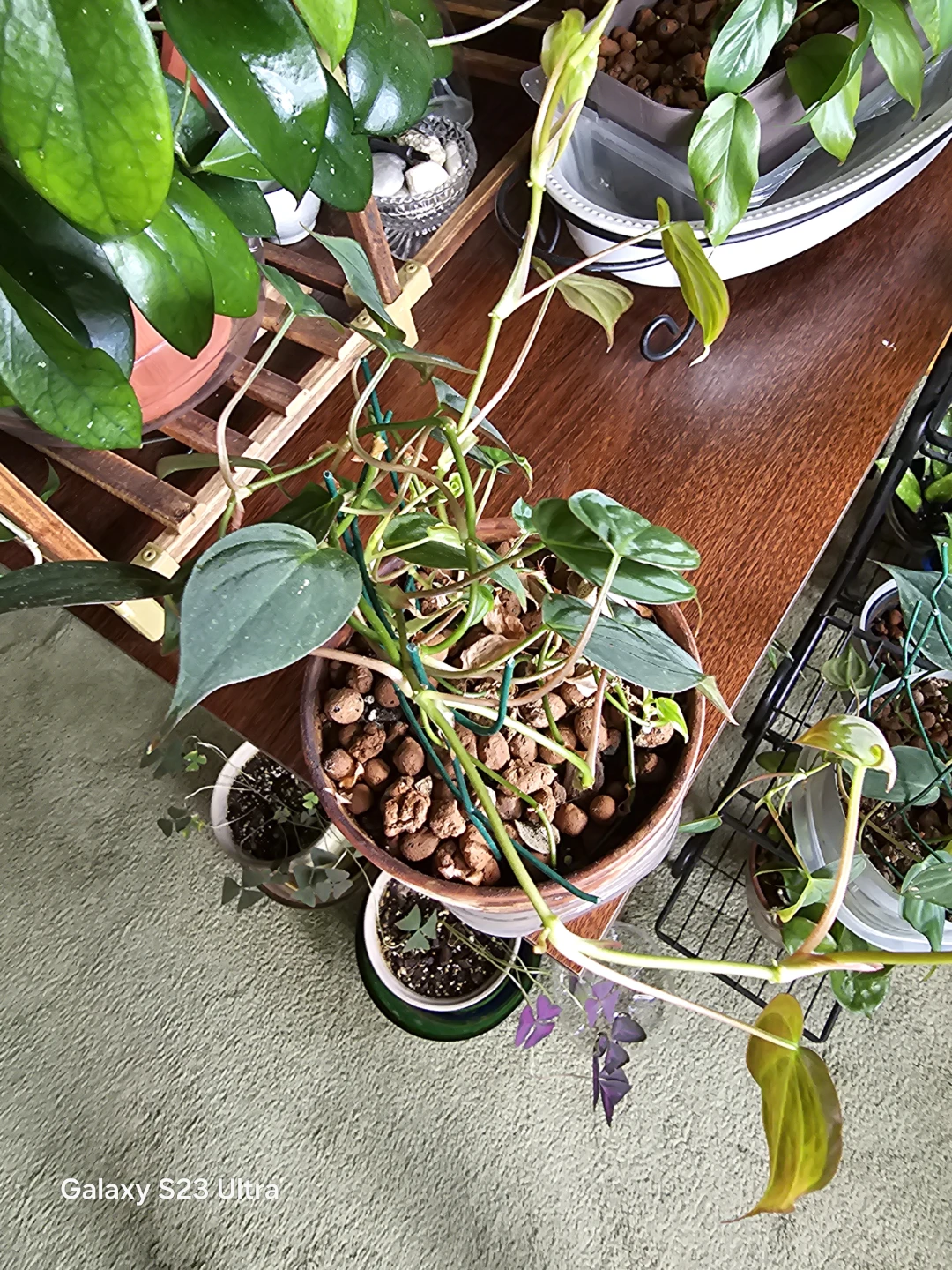 Philodendron Brasil Plant - photo 2