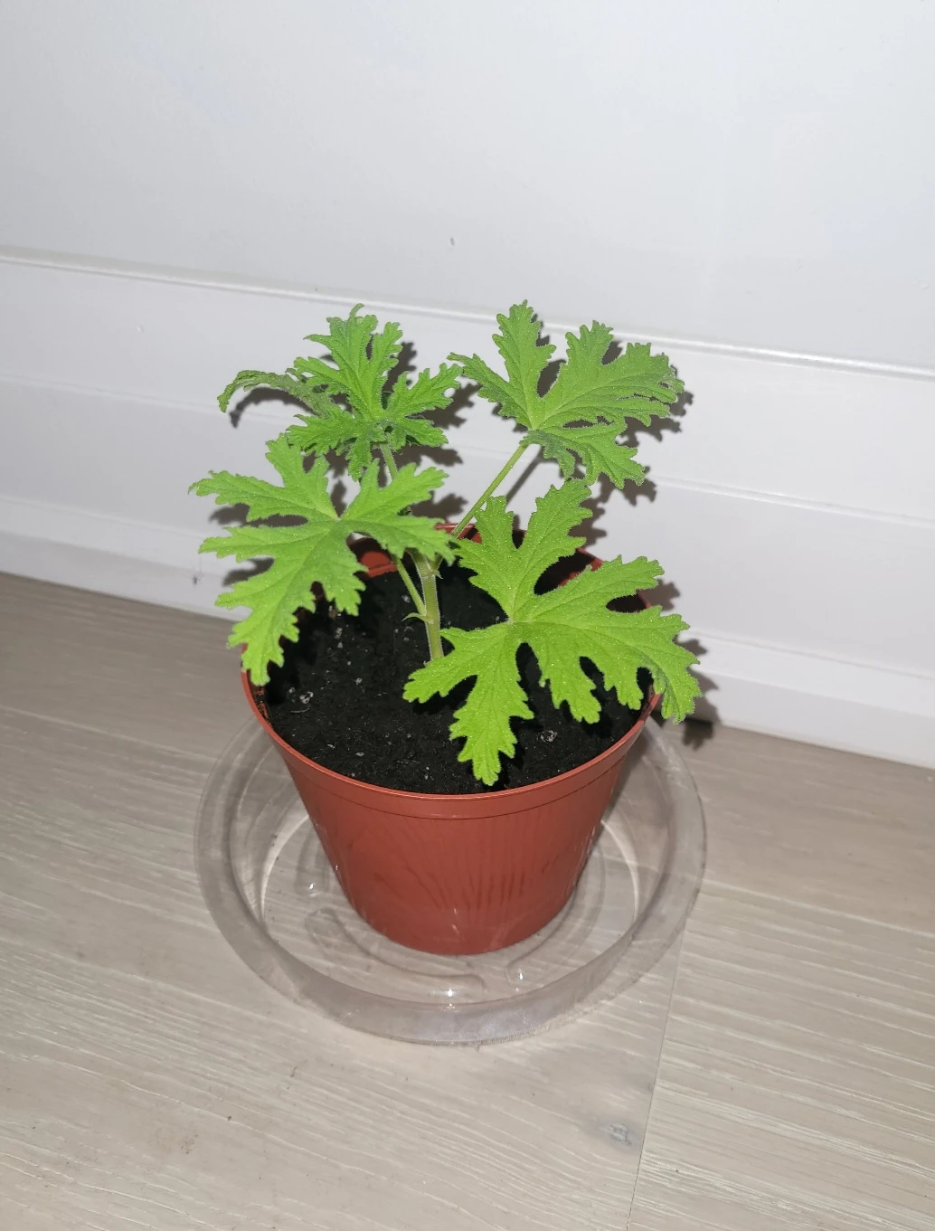 Scented Geranium