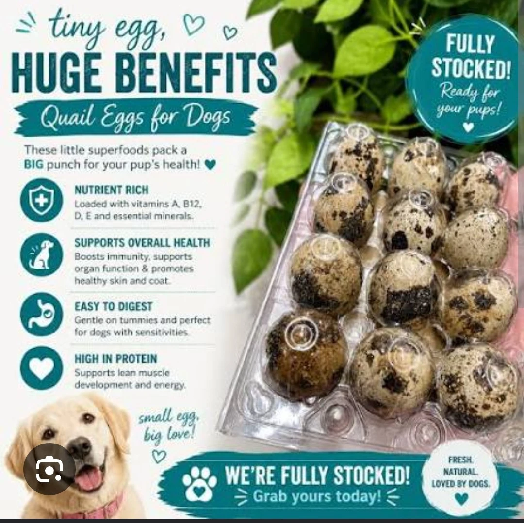 Quail Eggs - photo 5