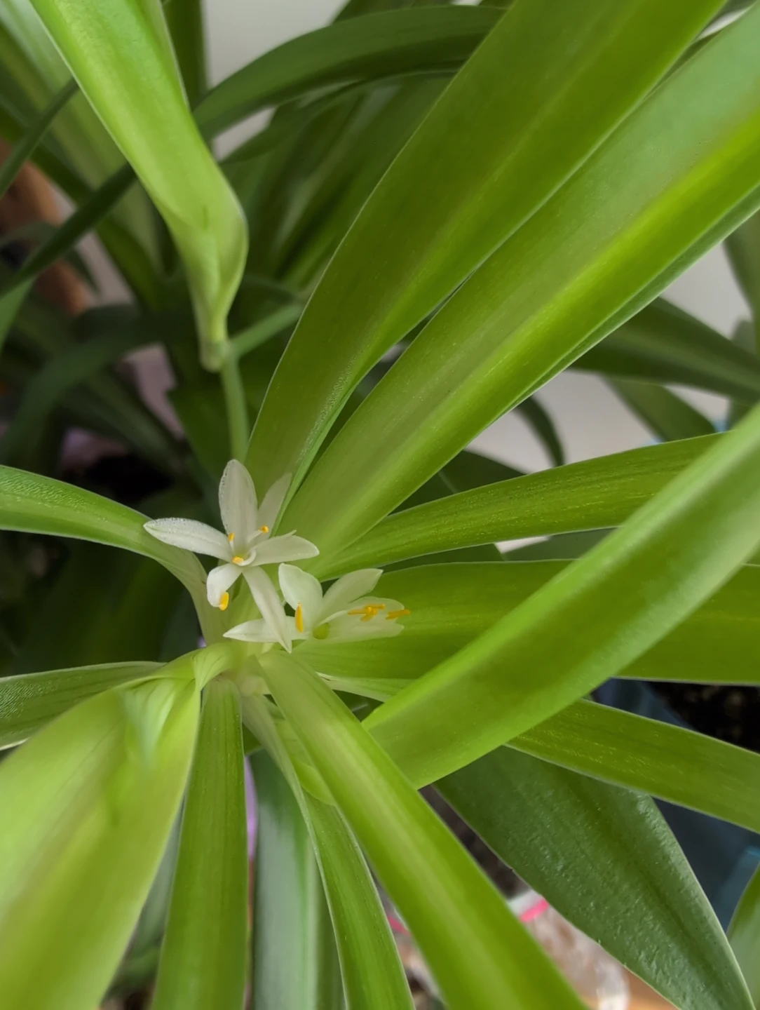 Spider Plant baby - photo 2