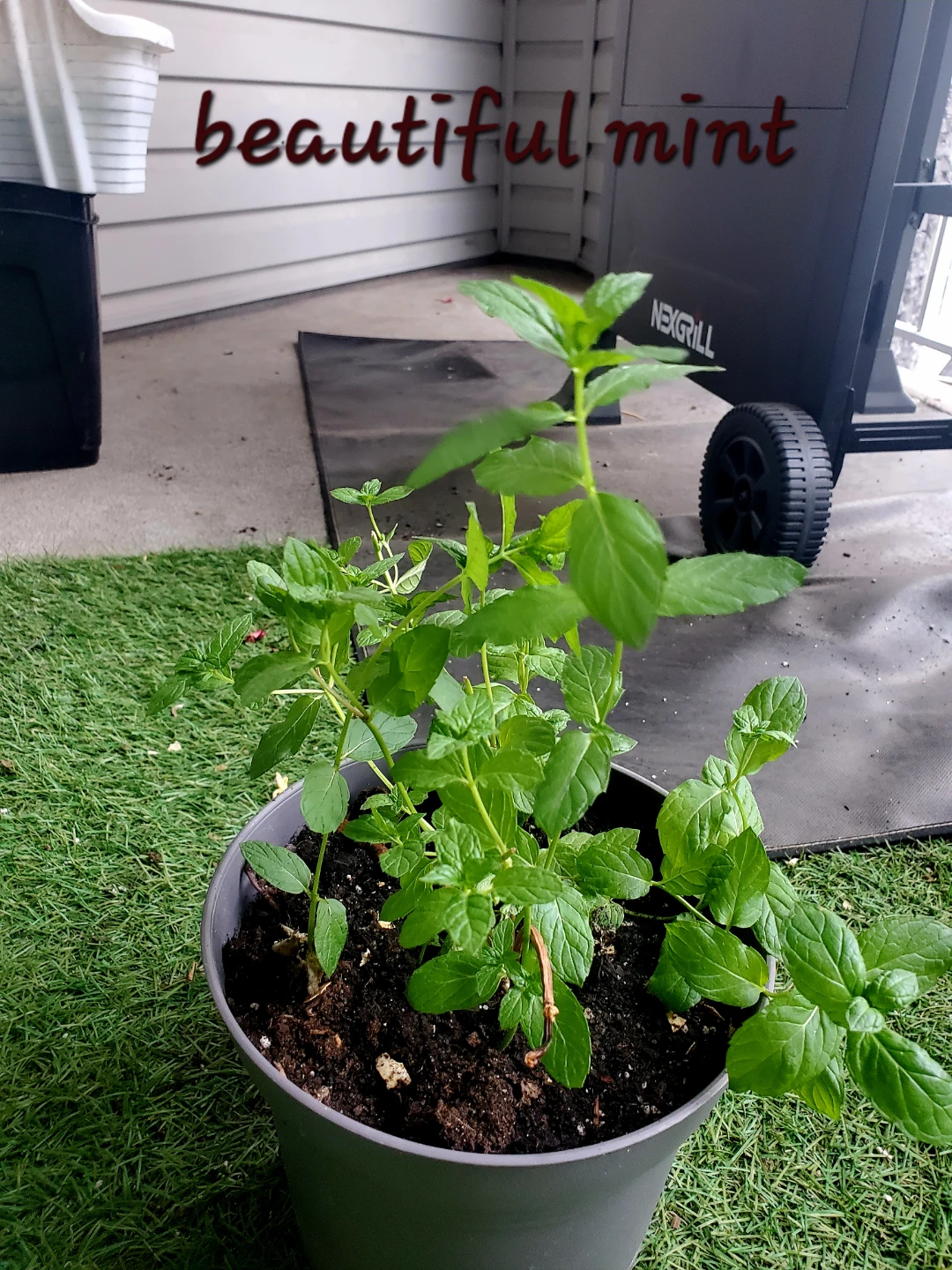 Herbs - photo 4