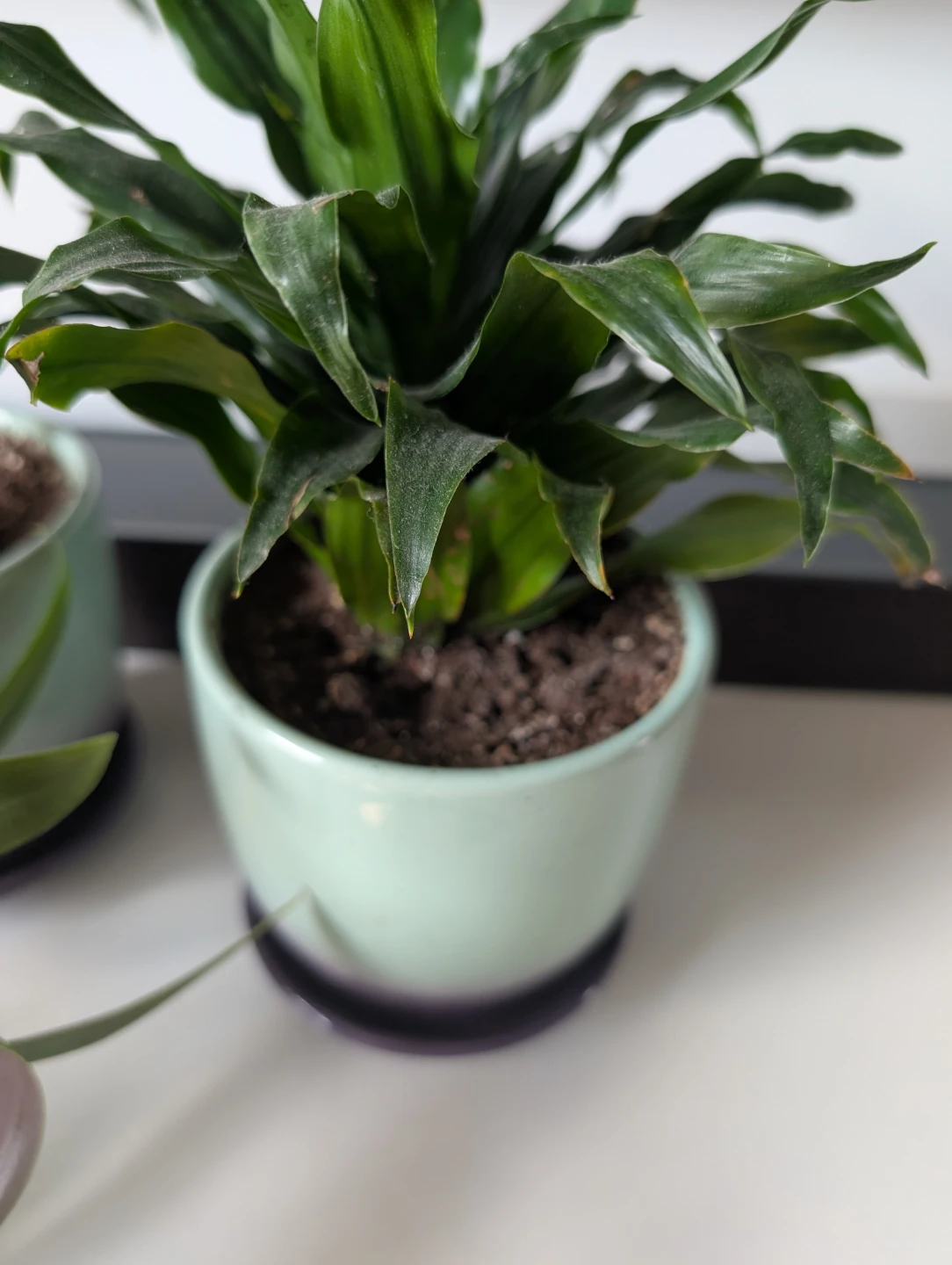 2 plants with ceramic pots(both $15) - photo 2