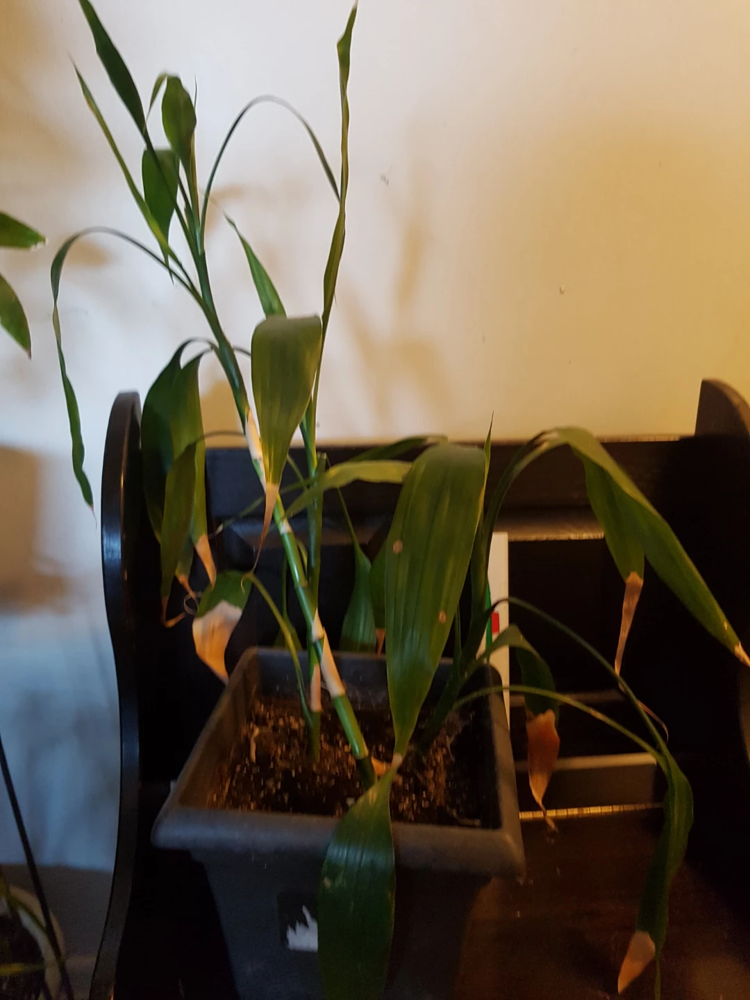 Lucky Bamboo Plant - photo 3