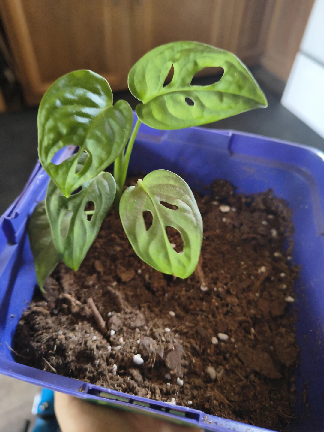 Small Monstera Plant in Hand-Painted Moon Cycles Pot - photo 5