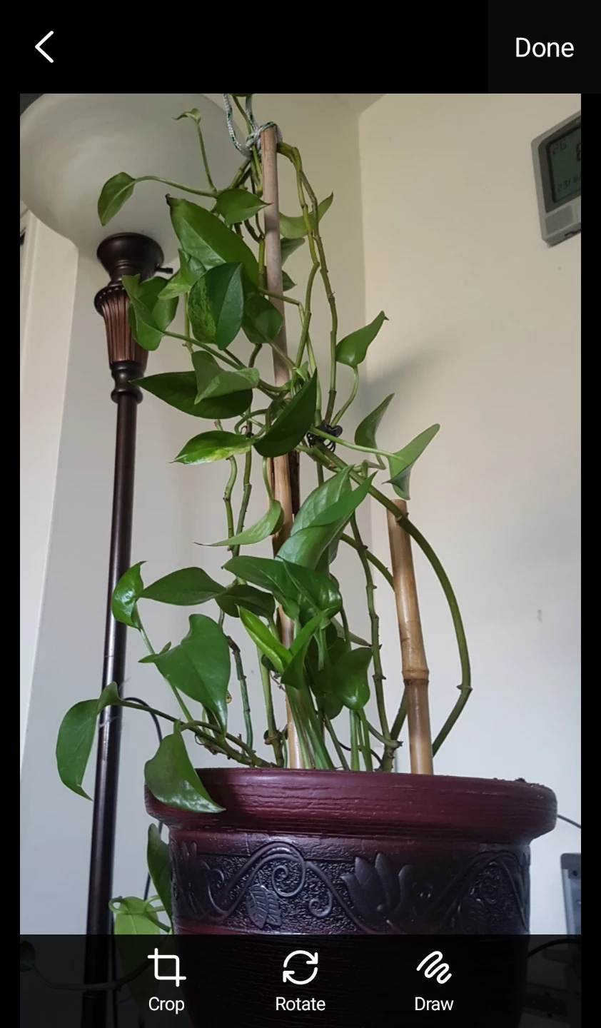 Pothos Plant in Decorative Pot - photo 4