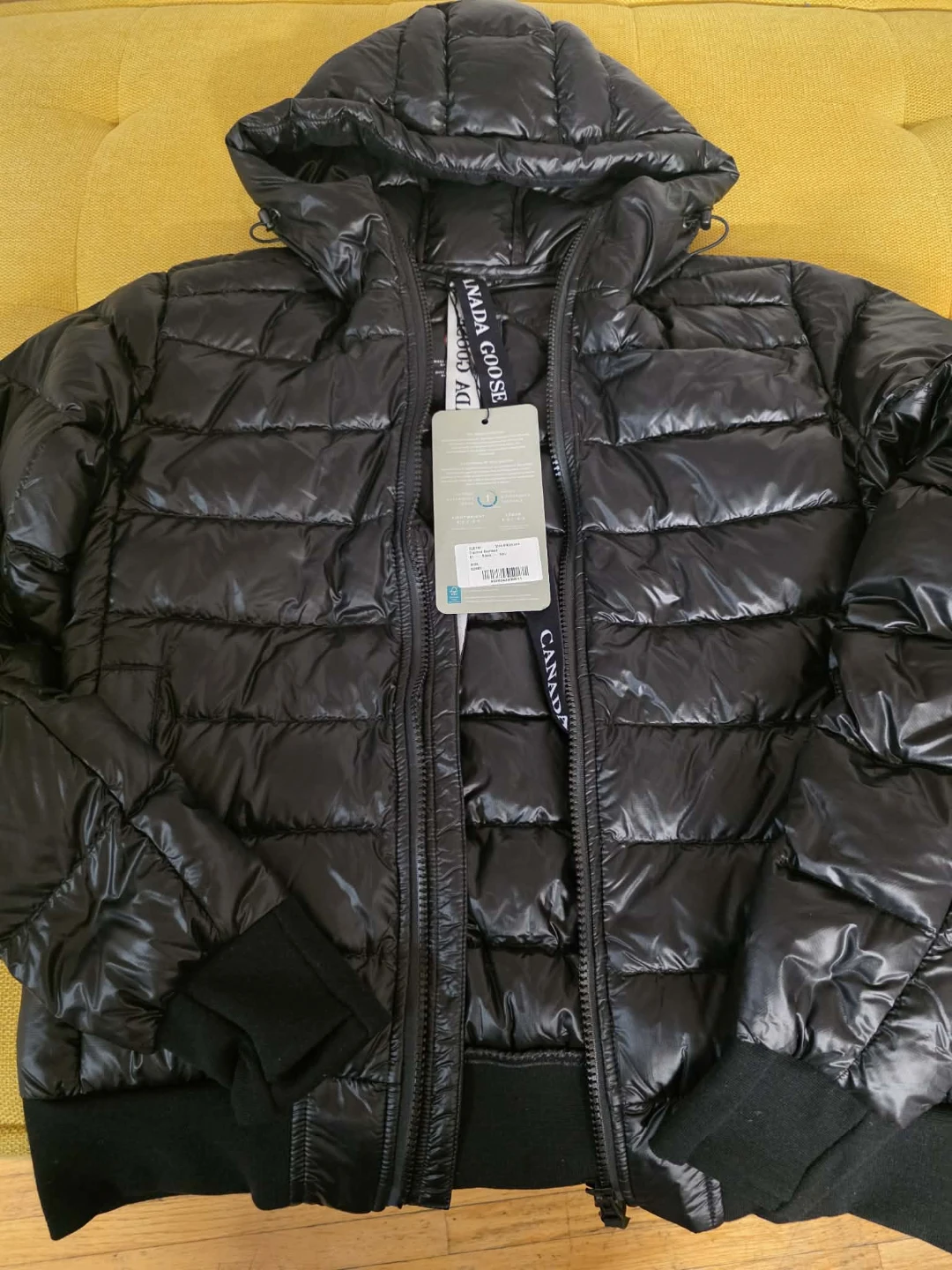 Canada goose
