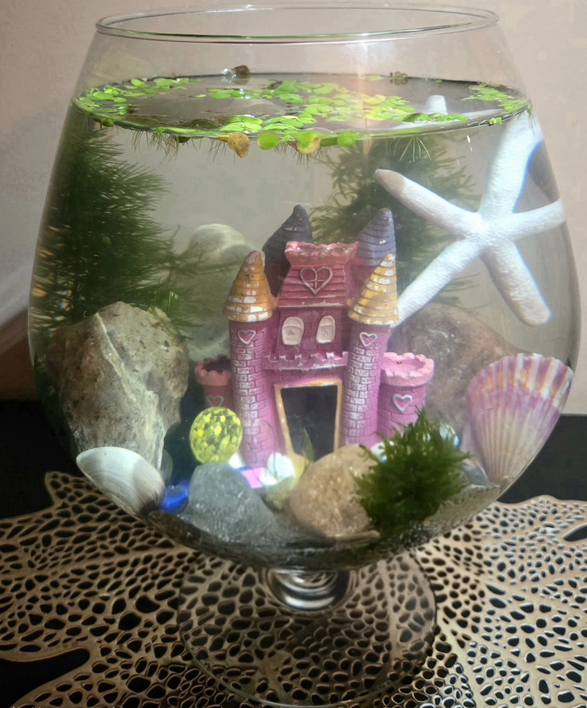 Brand New Aquarium Complete Setup - photo 3