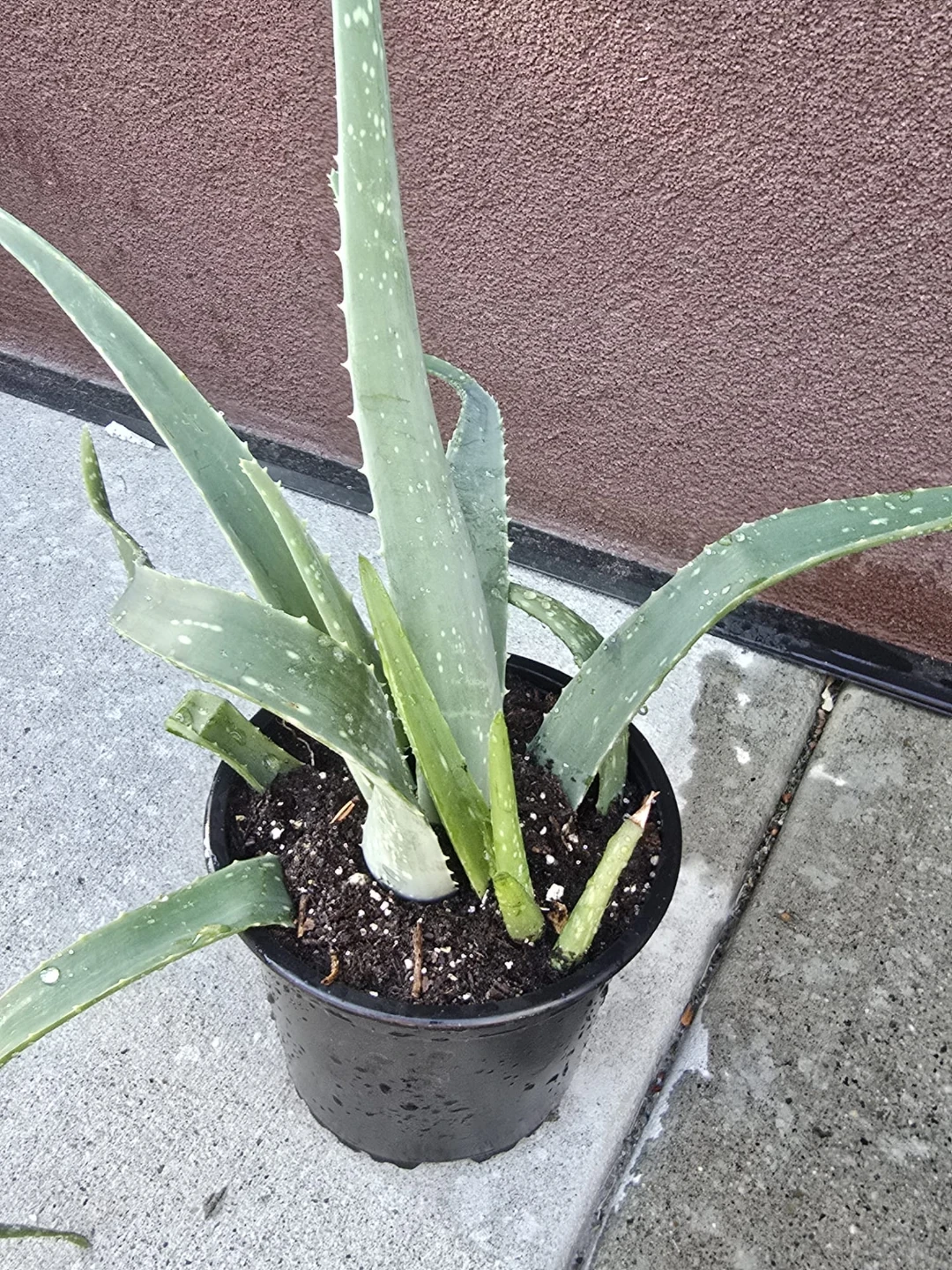 Four Aloe Vera Plants