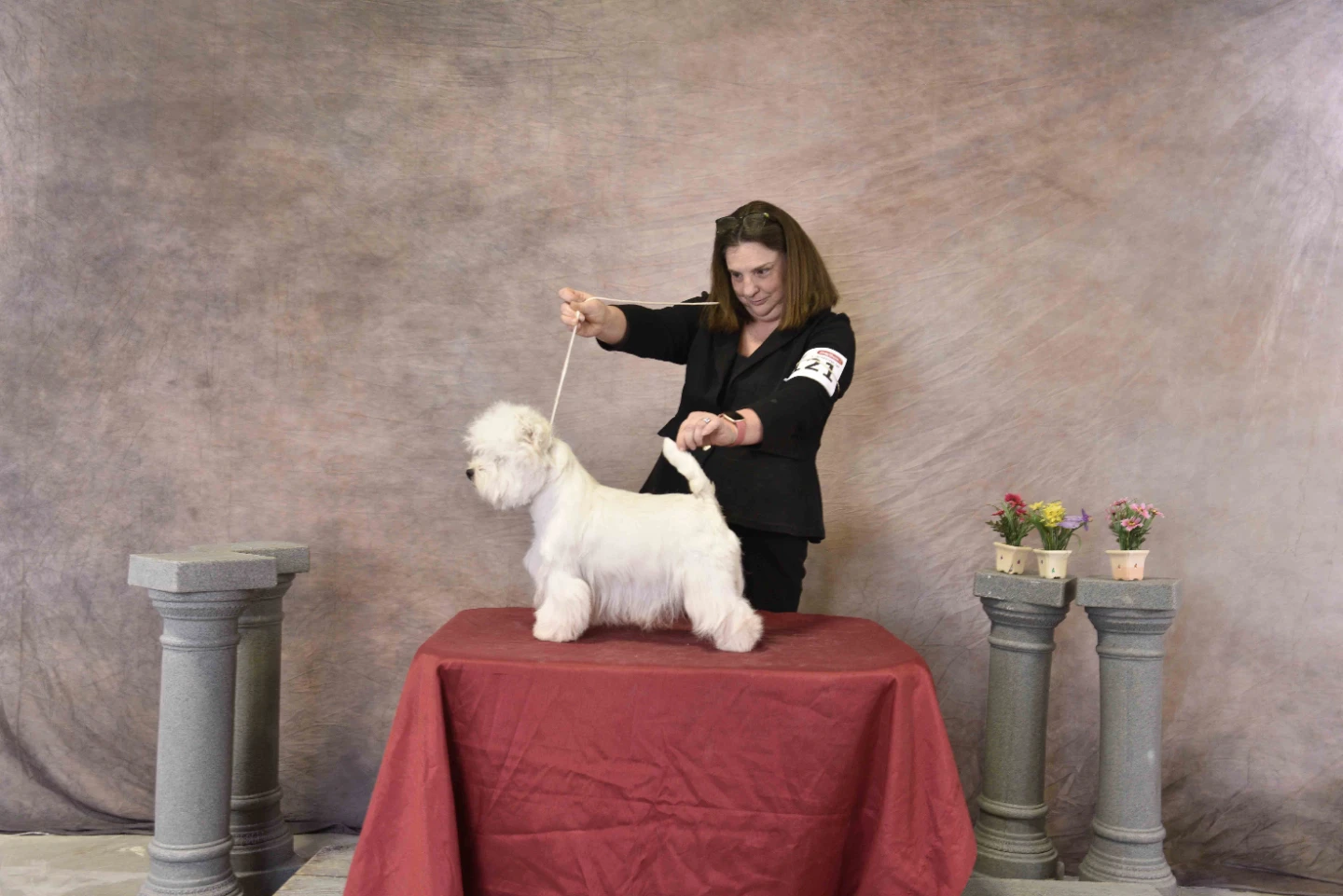 Professional all breed dog grooming - photo 3