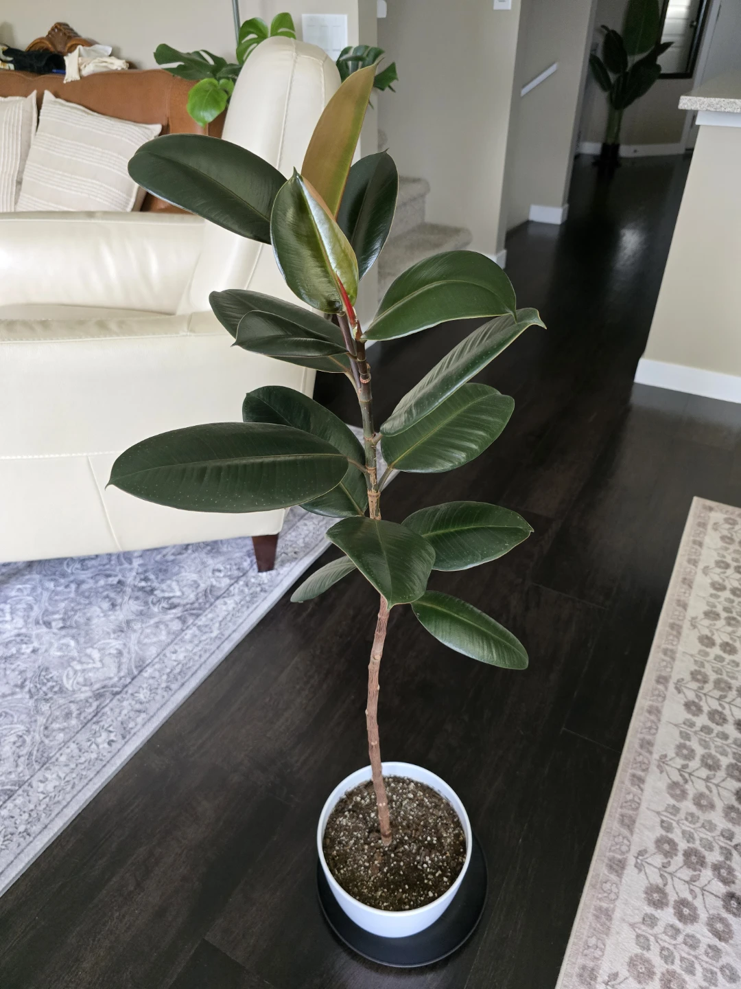 A healthy Ficus Tree (105cm)