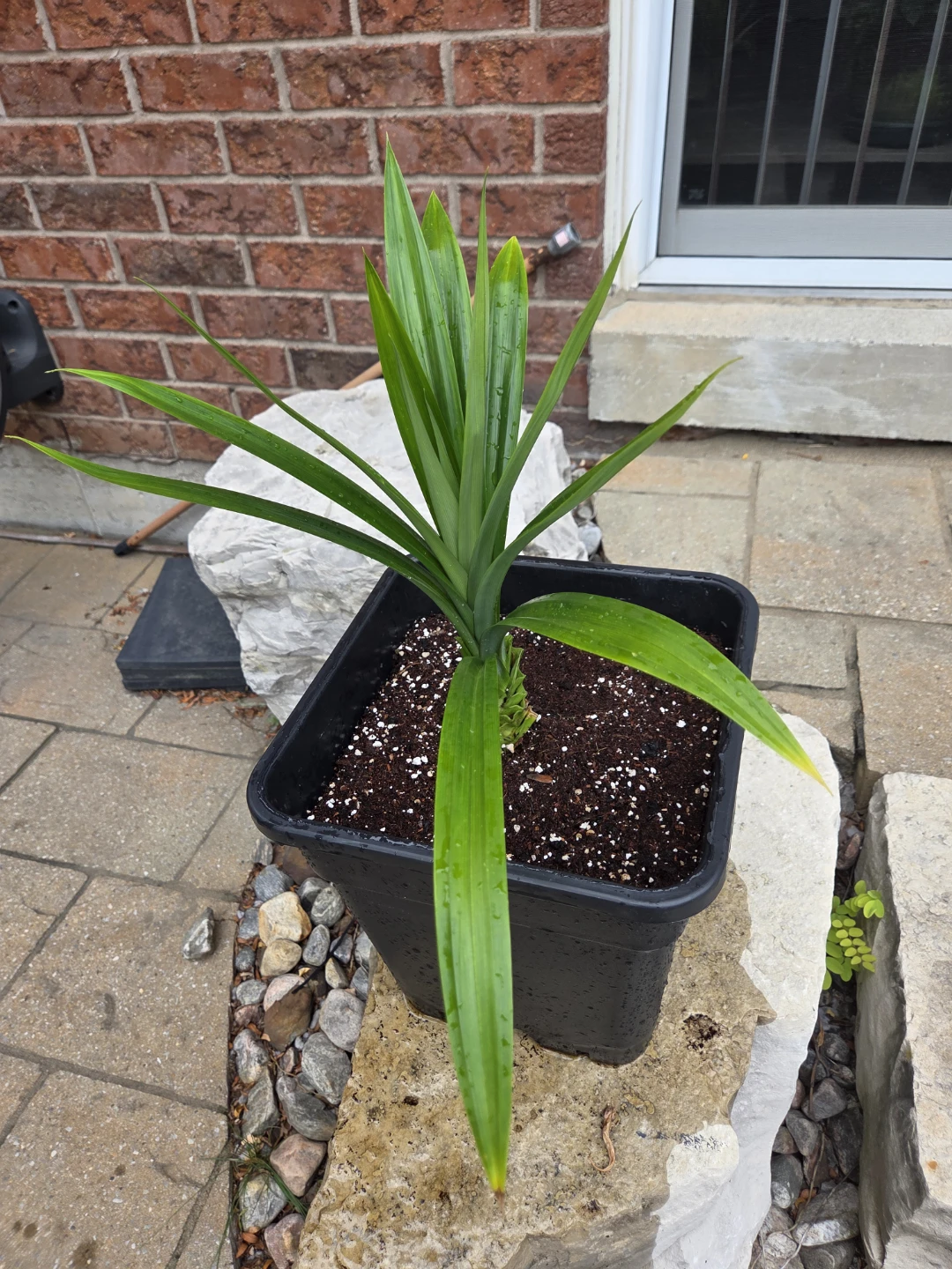 Organic Pandan (Rambe) Plant