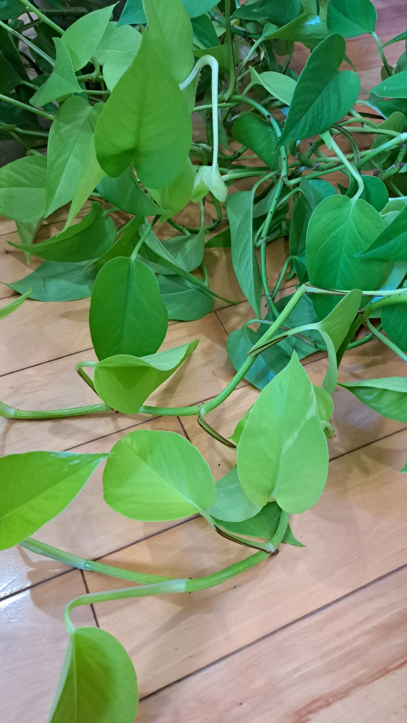 Pothos plant cuttings - photo 4