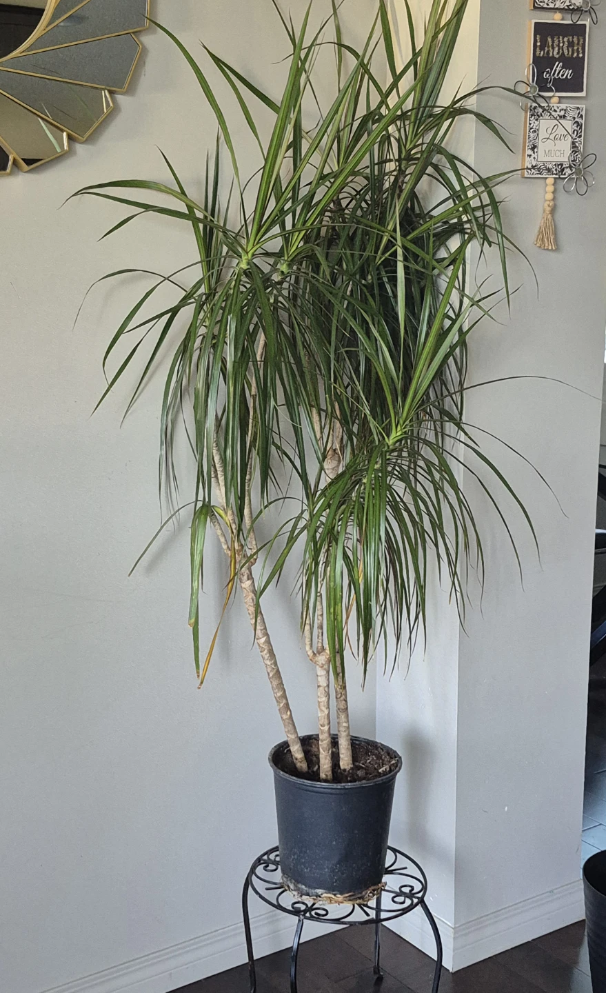 Dracaena Plant