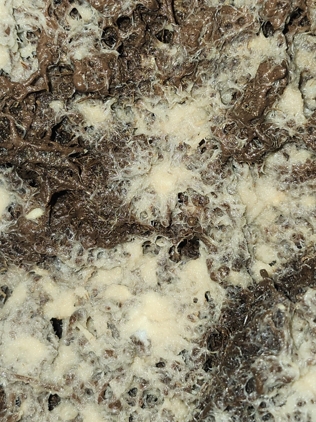 14oz grindal worms starter culture - photo 3