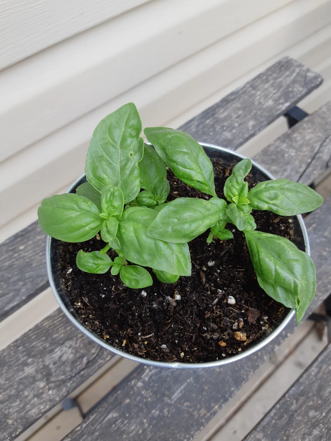 Basil planter - photo 4