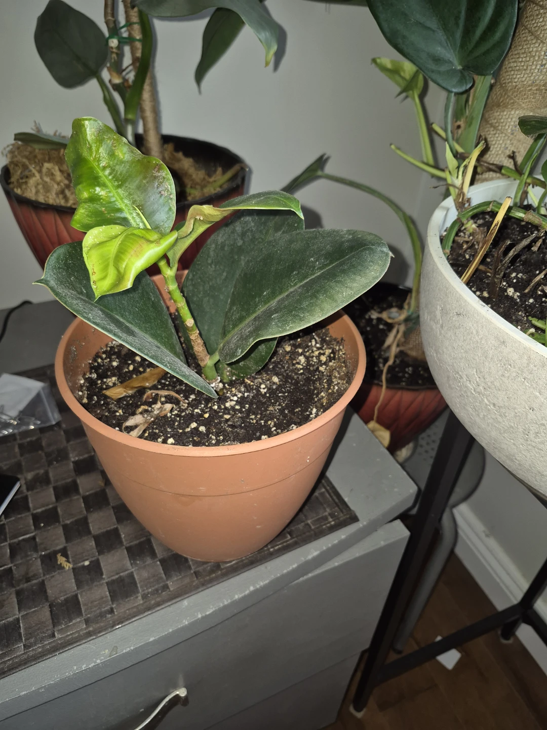 Rubber Plant - photo 3