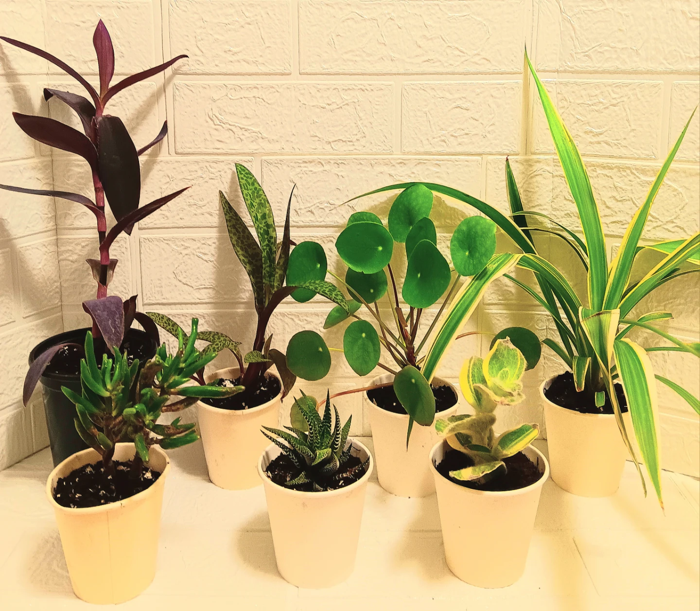 🪴Assorted Indoor Houseplants🪴