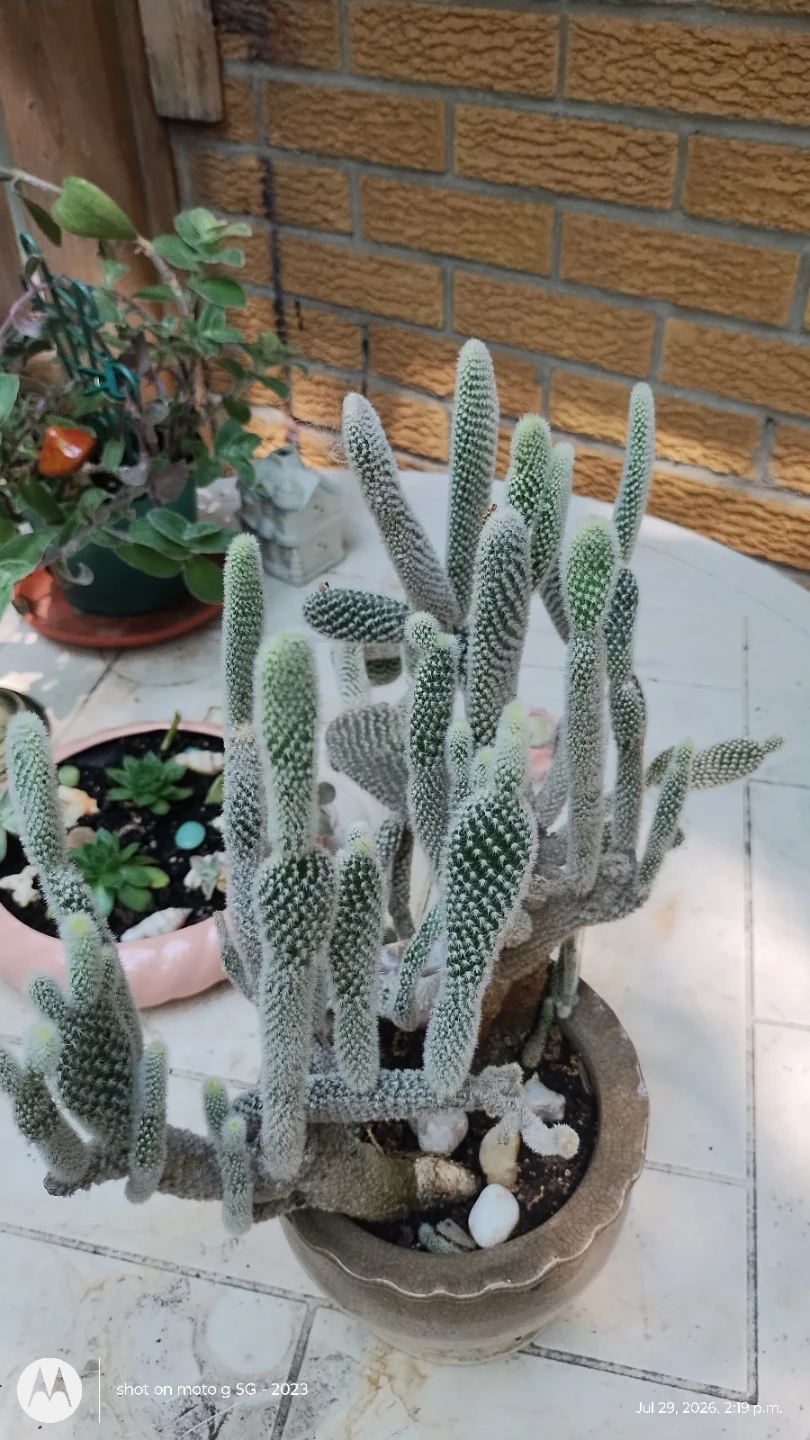 Bunny Ear Cactus in Pot - photo 5