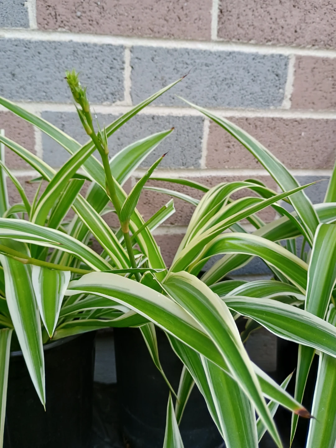 Spider Plant - Variegated - photo 5
