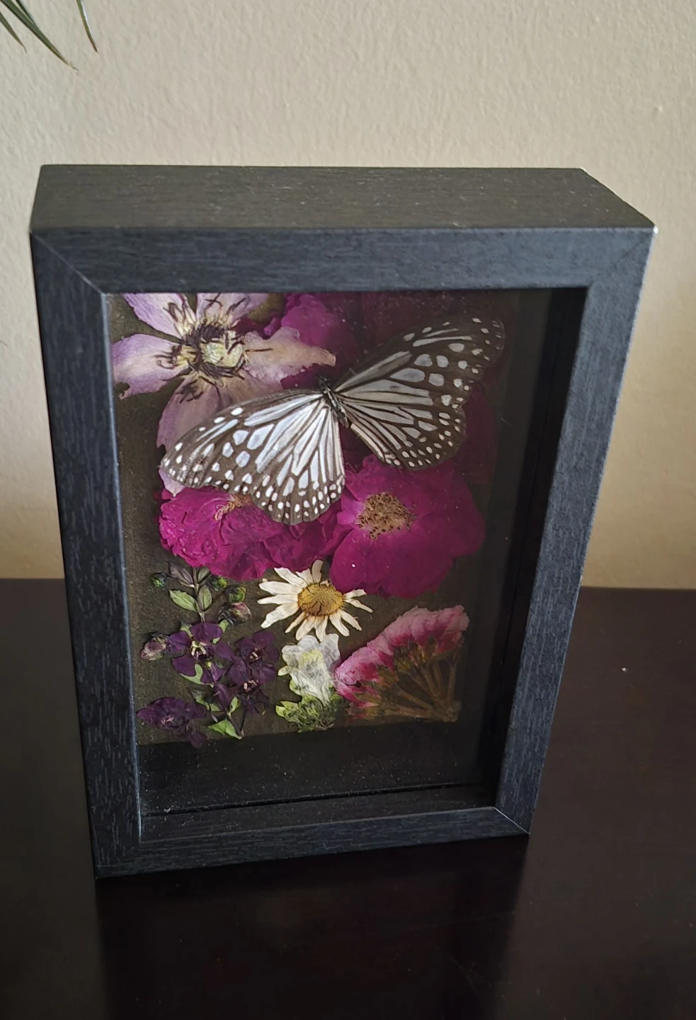 Glassy Tiger shadow box - photo 2