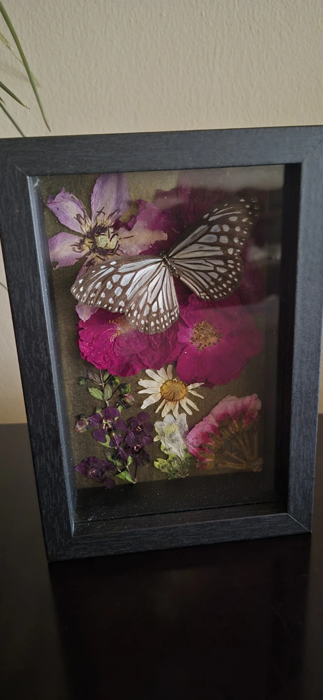 Glassy Tiger shadow box - photo 3