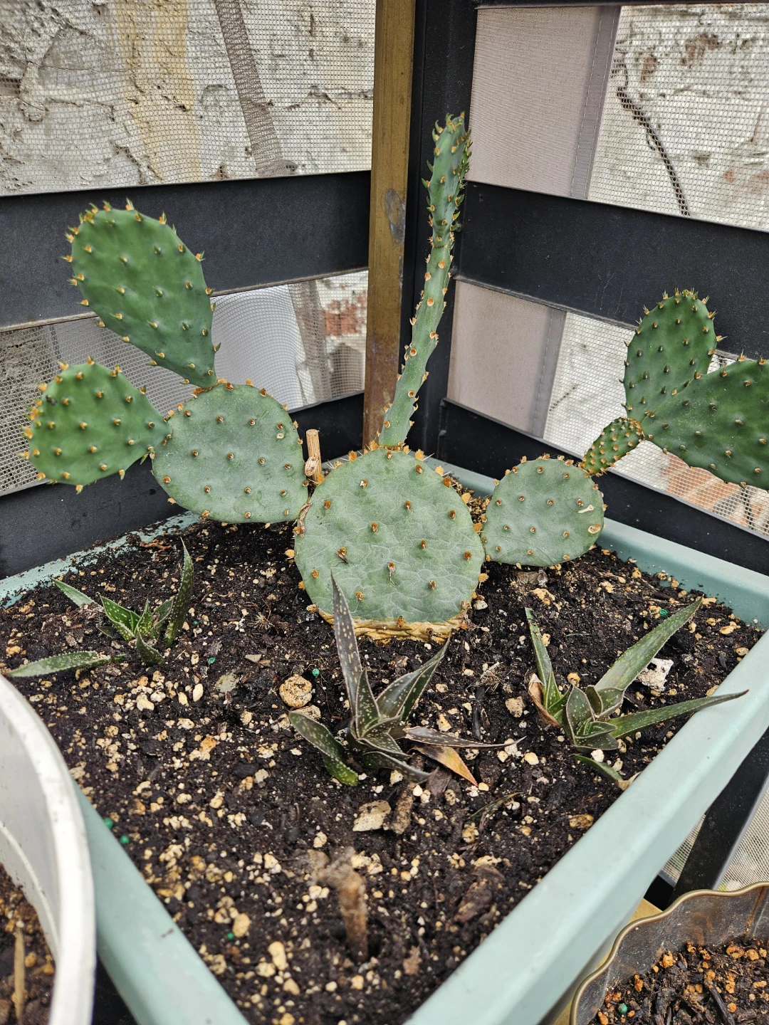 Opuntia Cactus and Aloe Succulent Planter