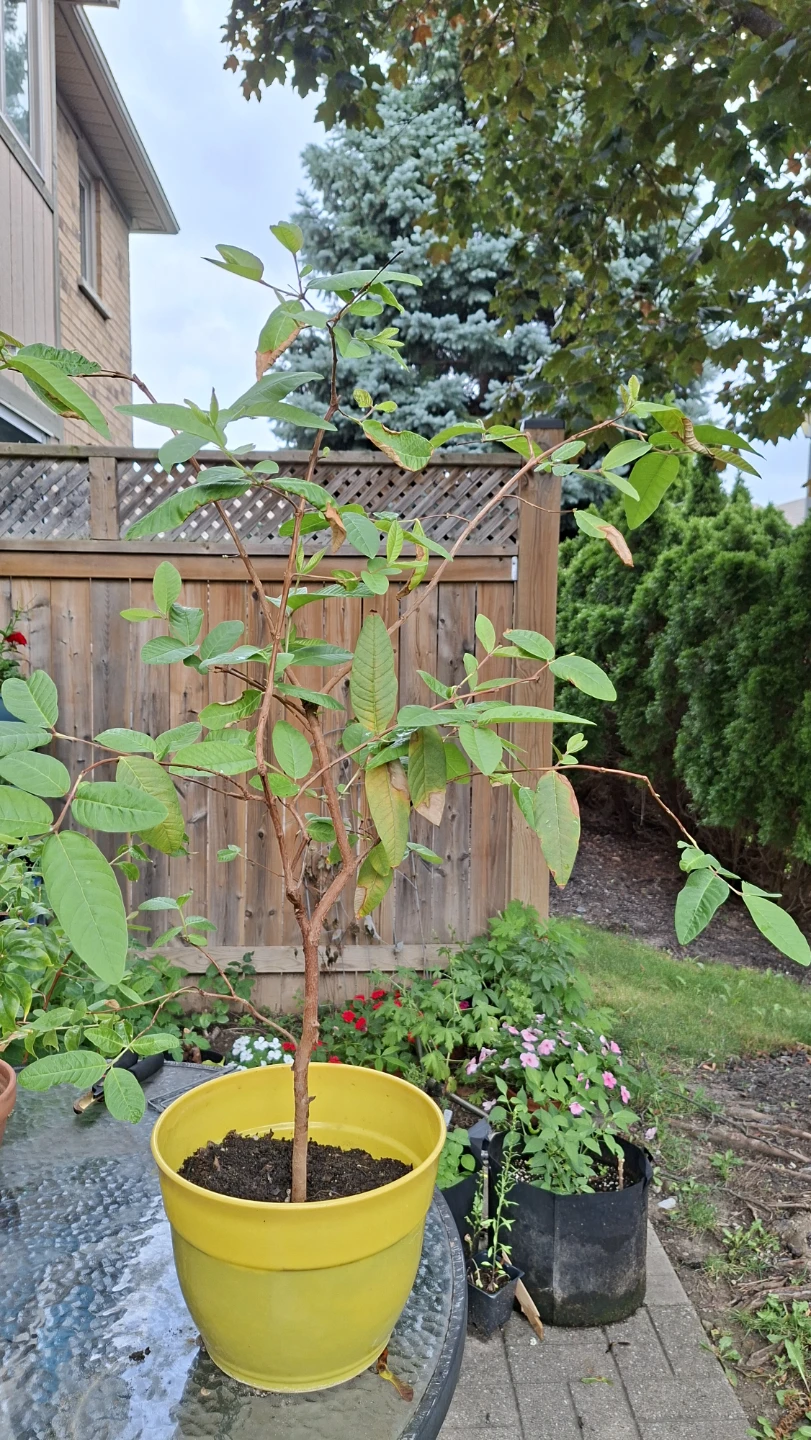 Healthy Guava Plant in Yellow pot - photo 2