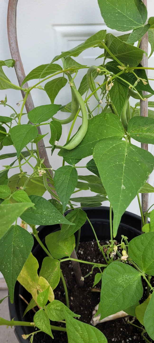 French beans contender bush - photo 2