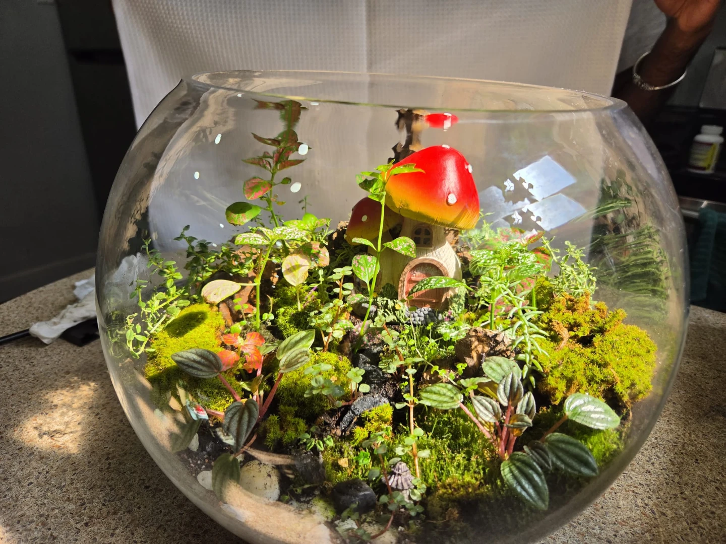 Terrarium