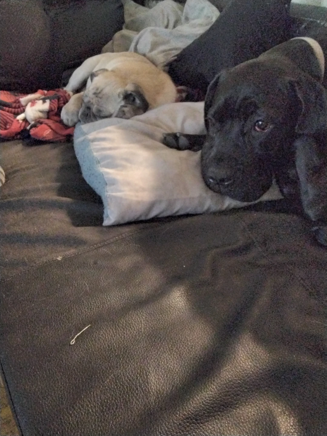Bilingual Dog Walker/Jogging/Boarding Duo- MIDTOWN - photo 2
