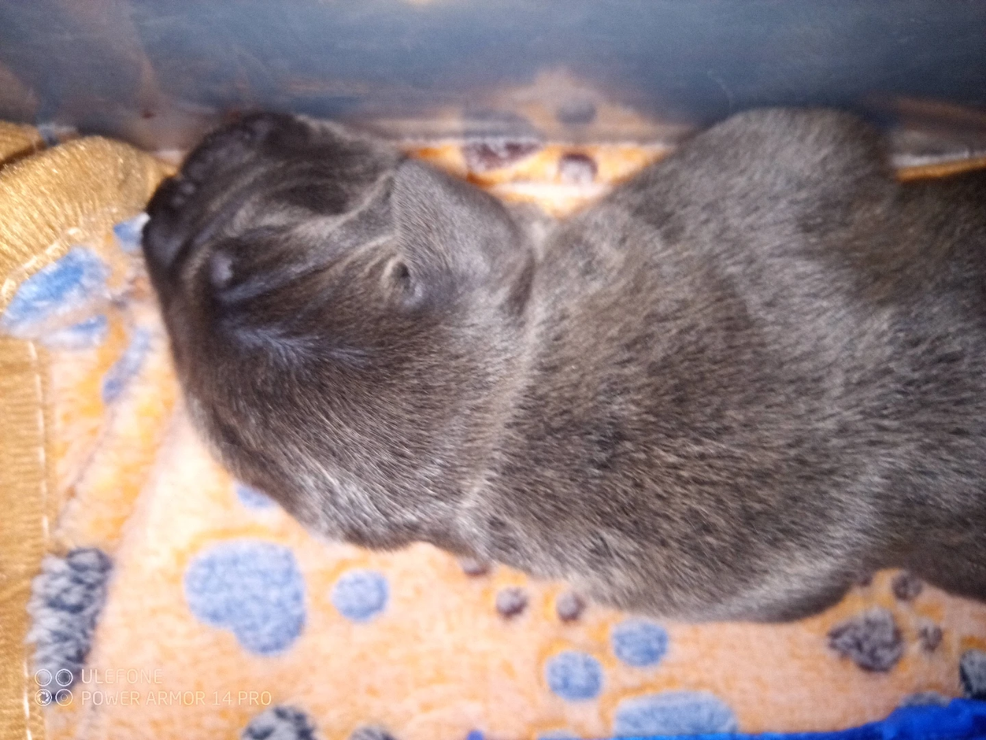 Cane Corso Puppies - photo 5