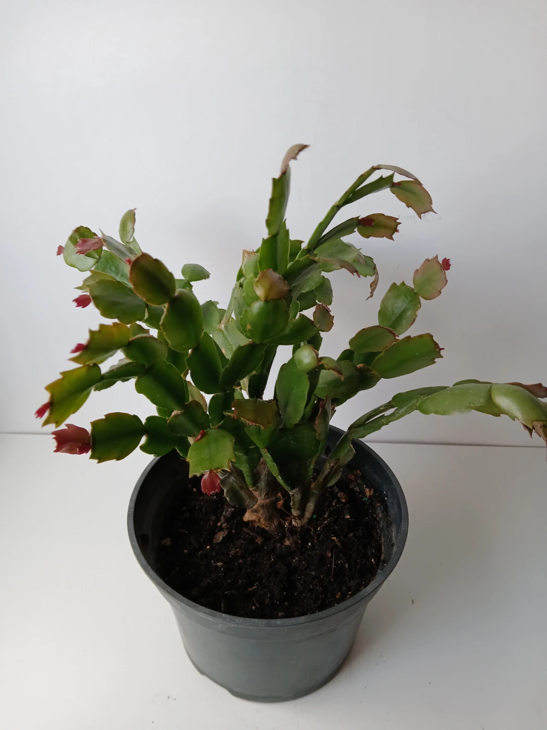 Christmas Cactus Plant in 6" Pot. Fixed price.